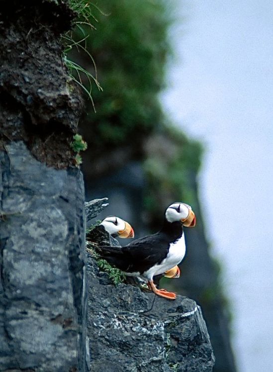 KODIAK-PUFFINS ON ROCK