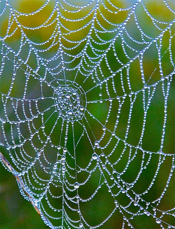 SCENIC-DEW ON SPIDERWEB