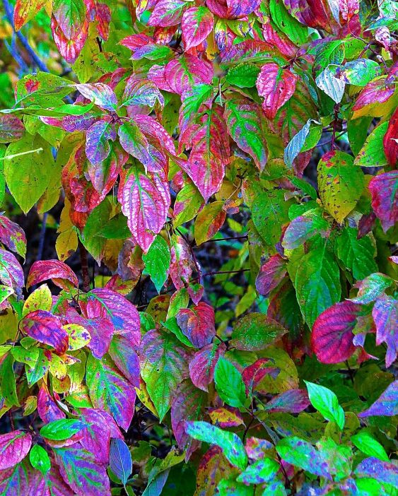 SCENIC-DOGWOOD FALL COLORATION