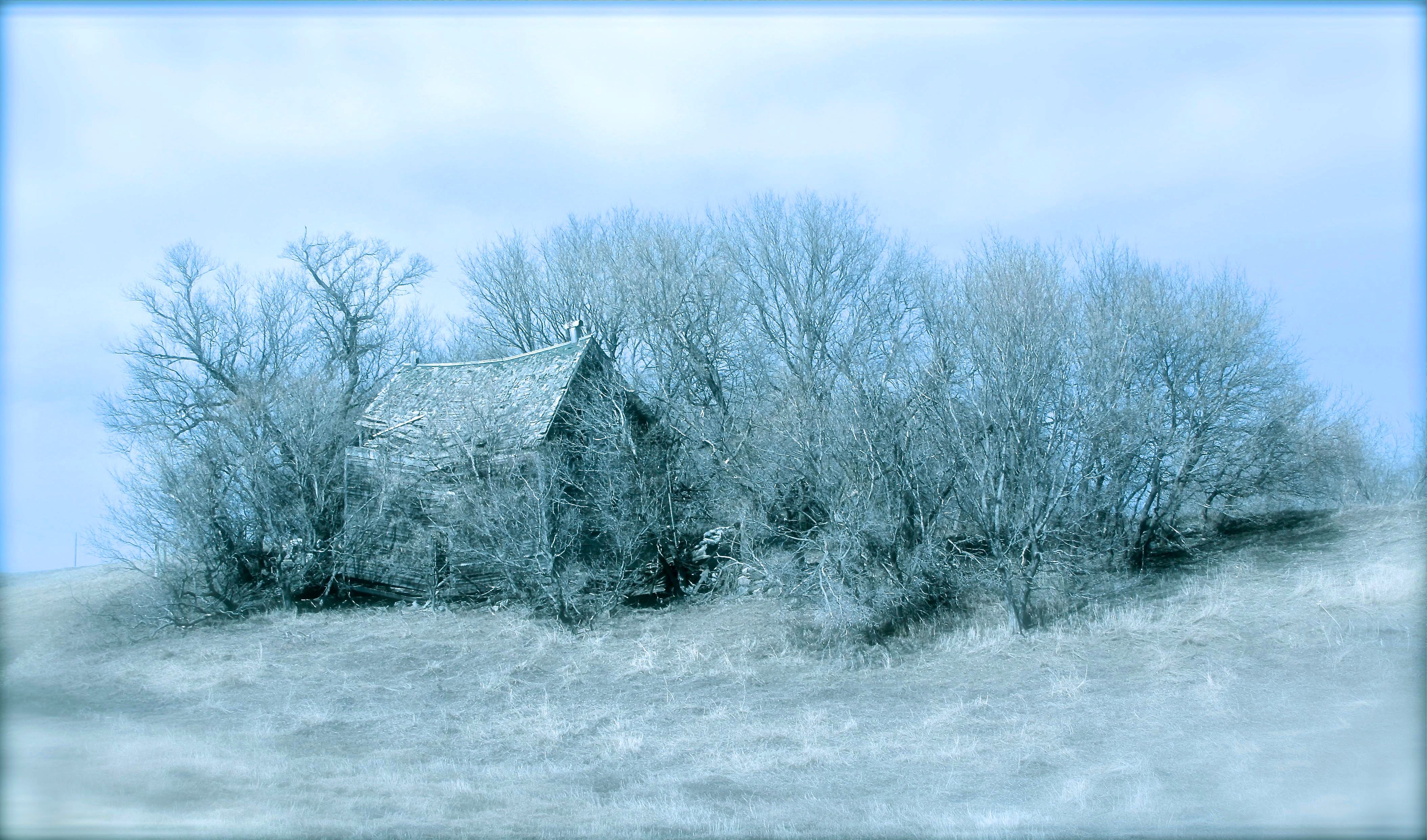SCENIC-HOUSE AMID TREES-BW