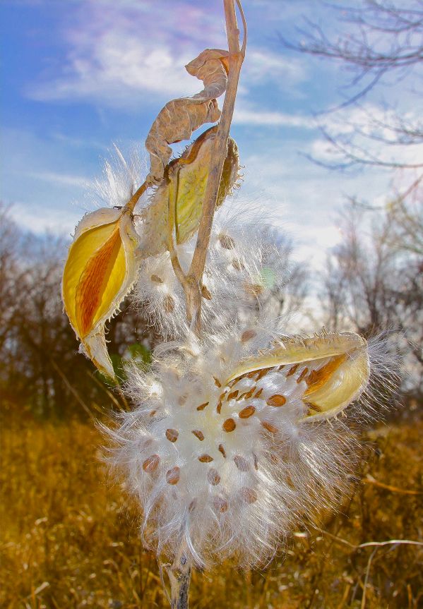 SCENIC-MILKWEED