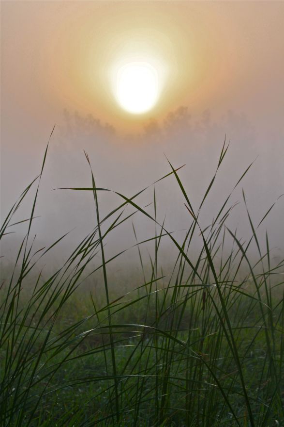 SCENIC-SUNRISE-FOG AND GRASS