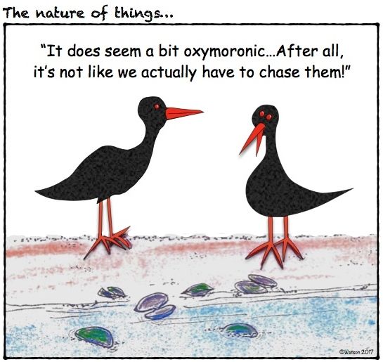 CARTOON-OYSTERCATCHERS
