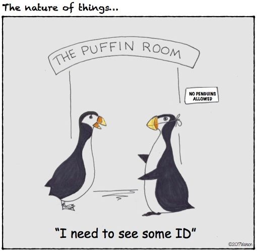 CARTOON-PUFFIN VS PENQUIN