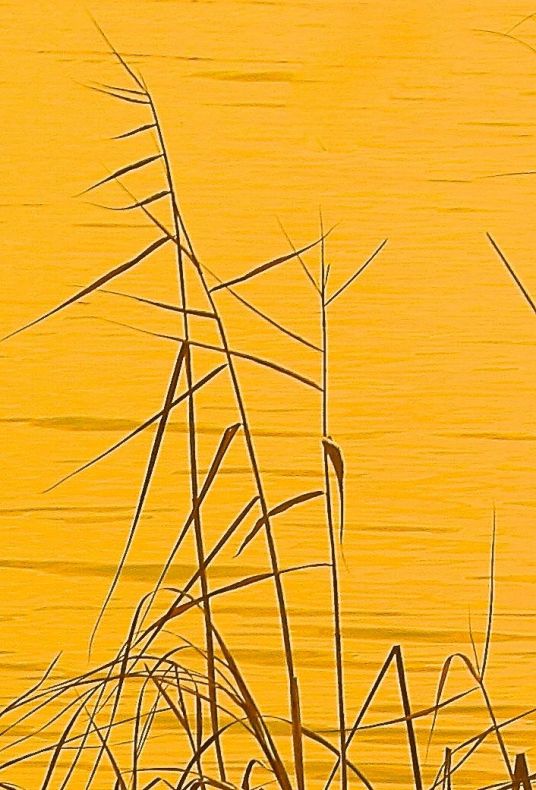 ART-BLADES OF GRASS AT SUNSET