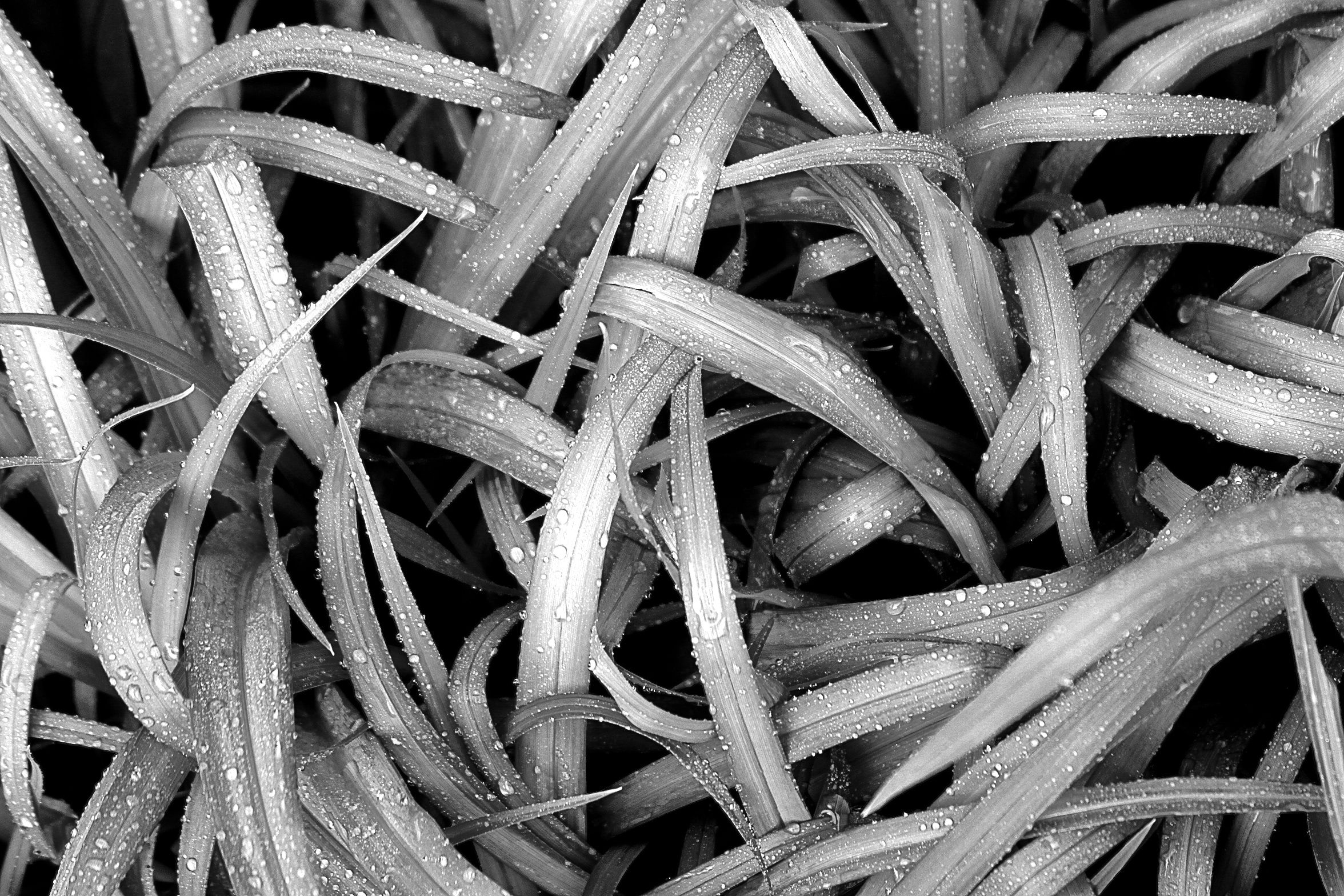 ART-DEW ON LEAVE BLADES