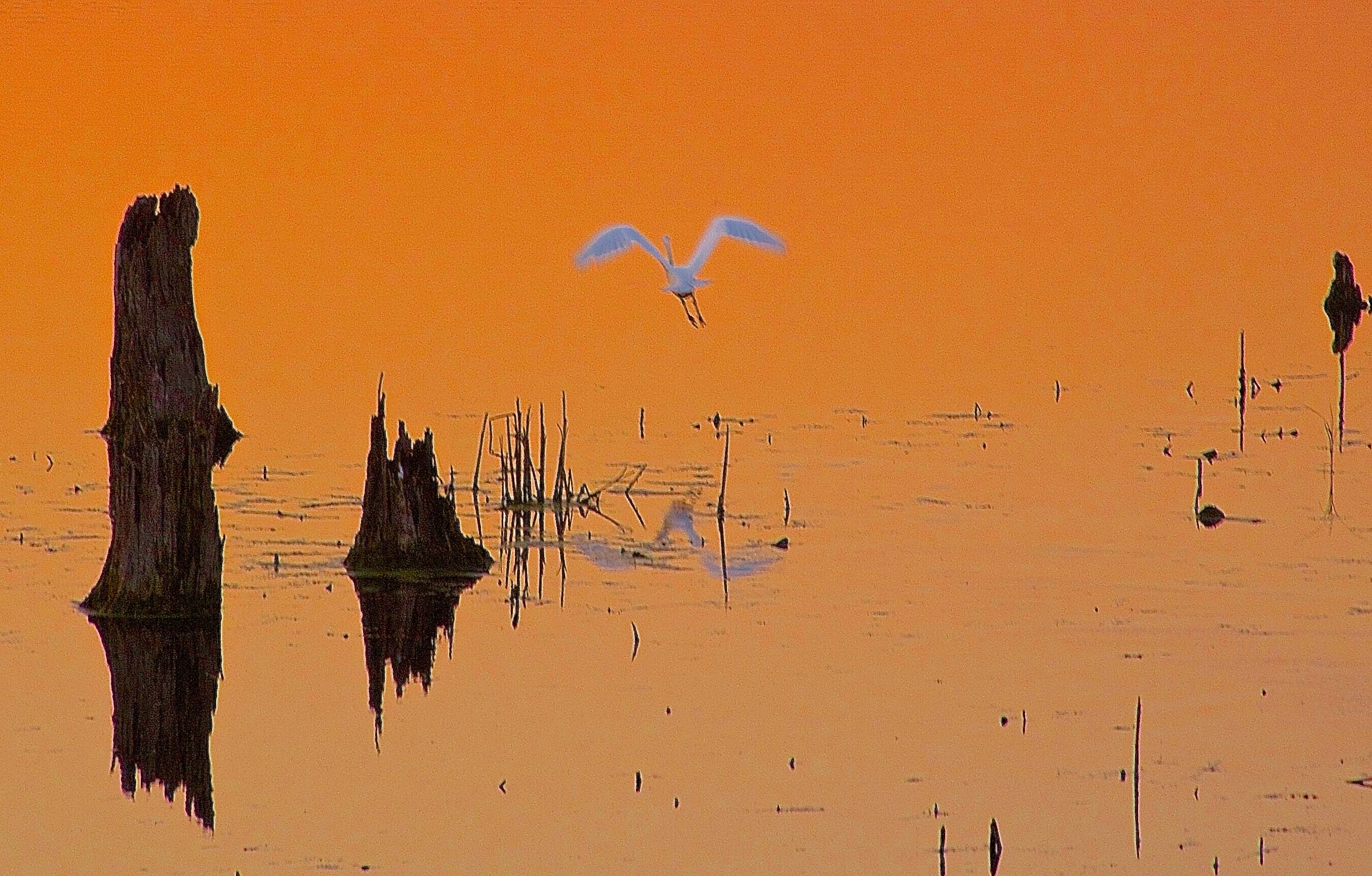 ART-EGRET SUNSET TAKEOFF-16