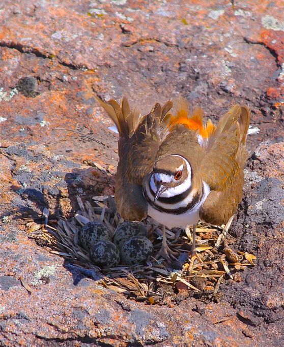 ART-FA-KILLDEER-NEST