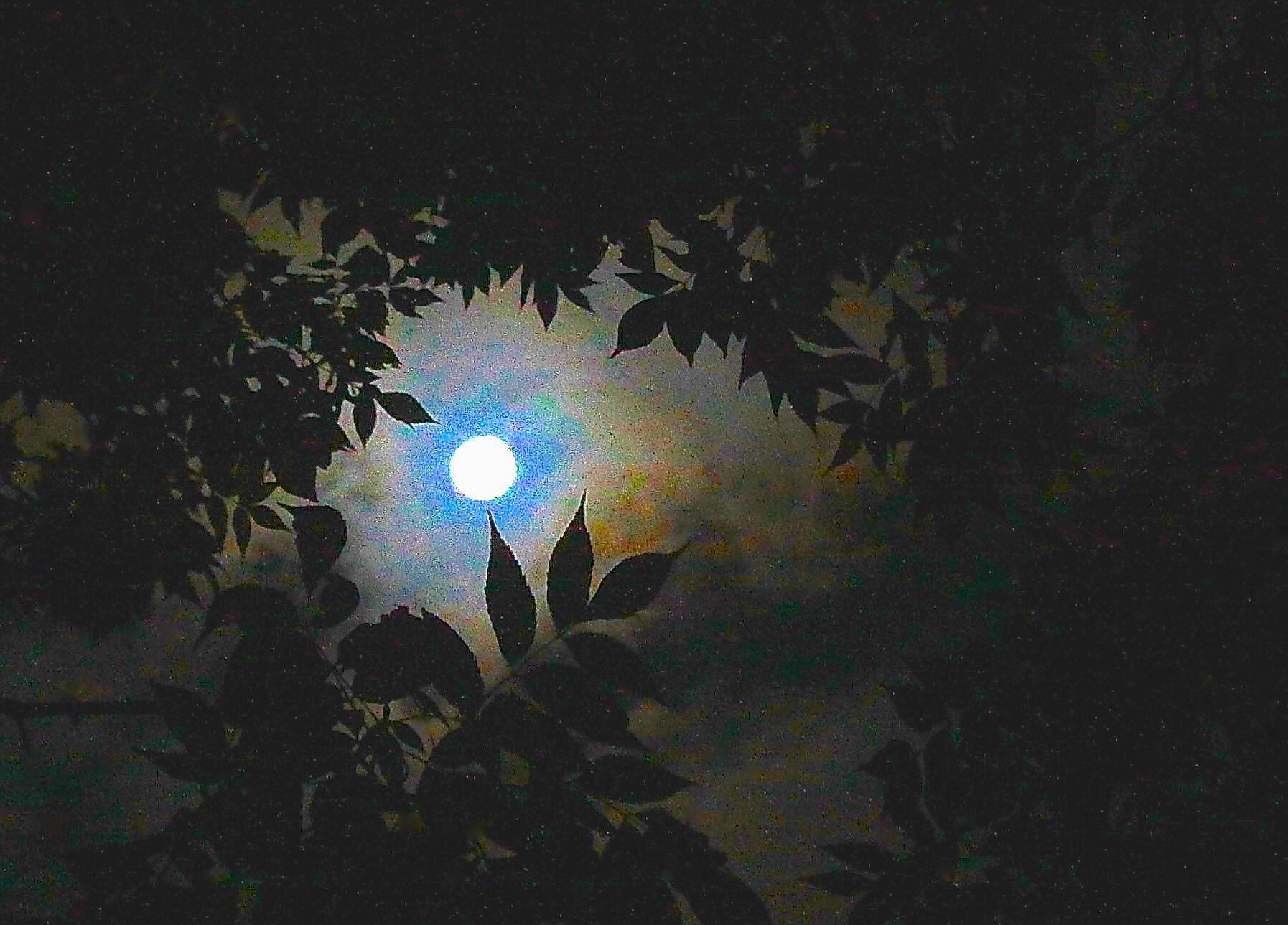 ART-MOON THROUGH LEAVES-15