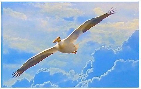 ART-PELICAN AGAINST CLOUDS