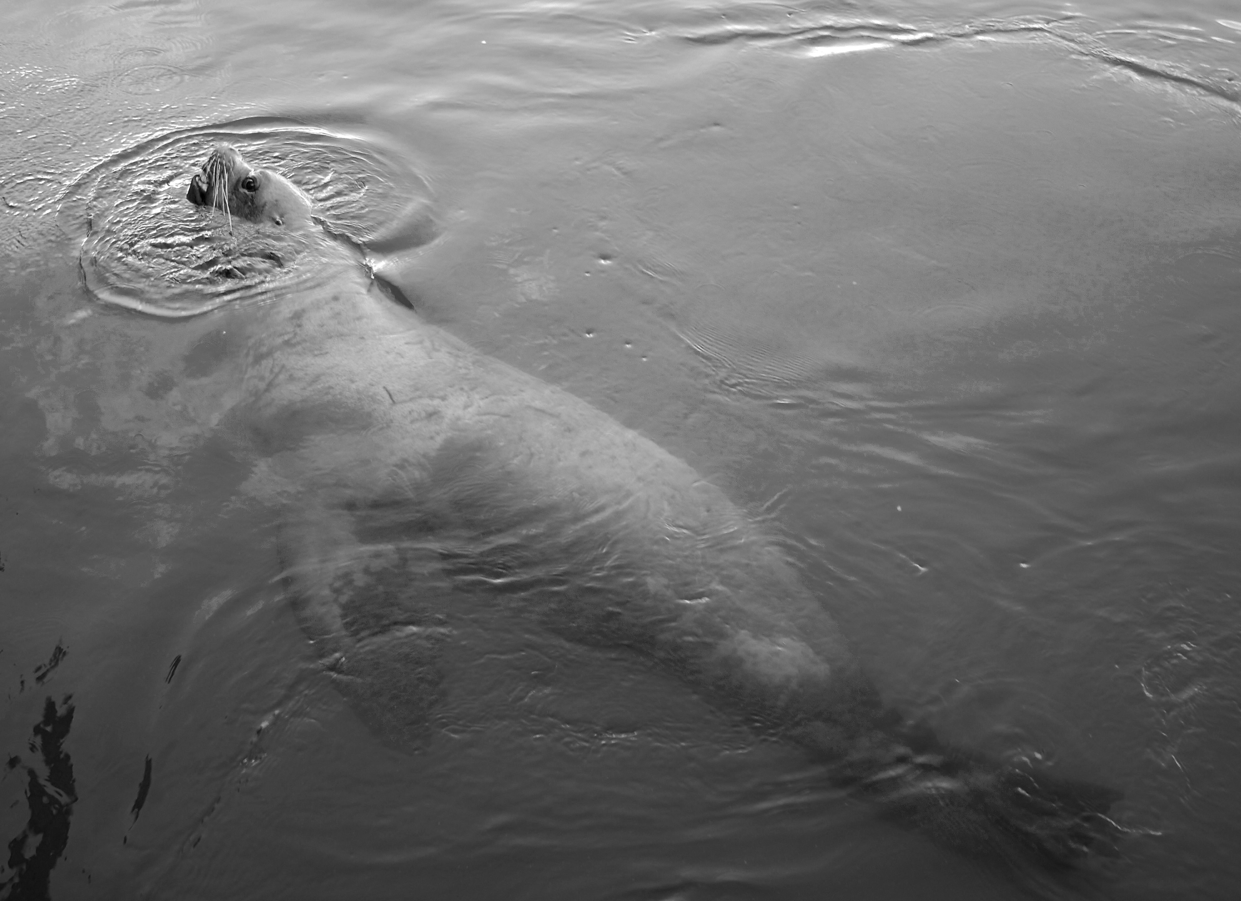 FA-BW-SEA LION