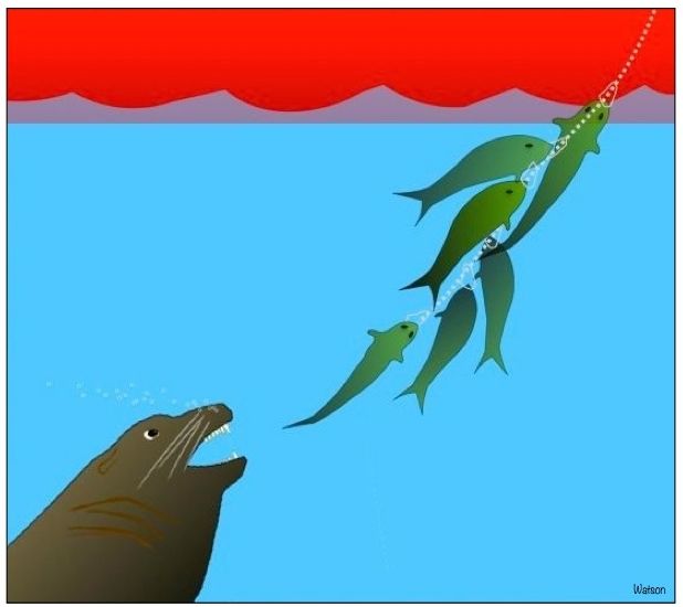 ILLUST-SEA LION AND FISH STRINGER