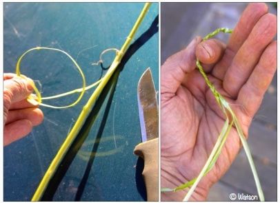 surv-cordage-milkweed braid