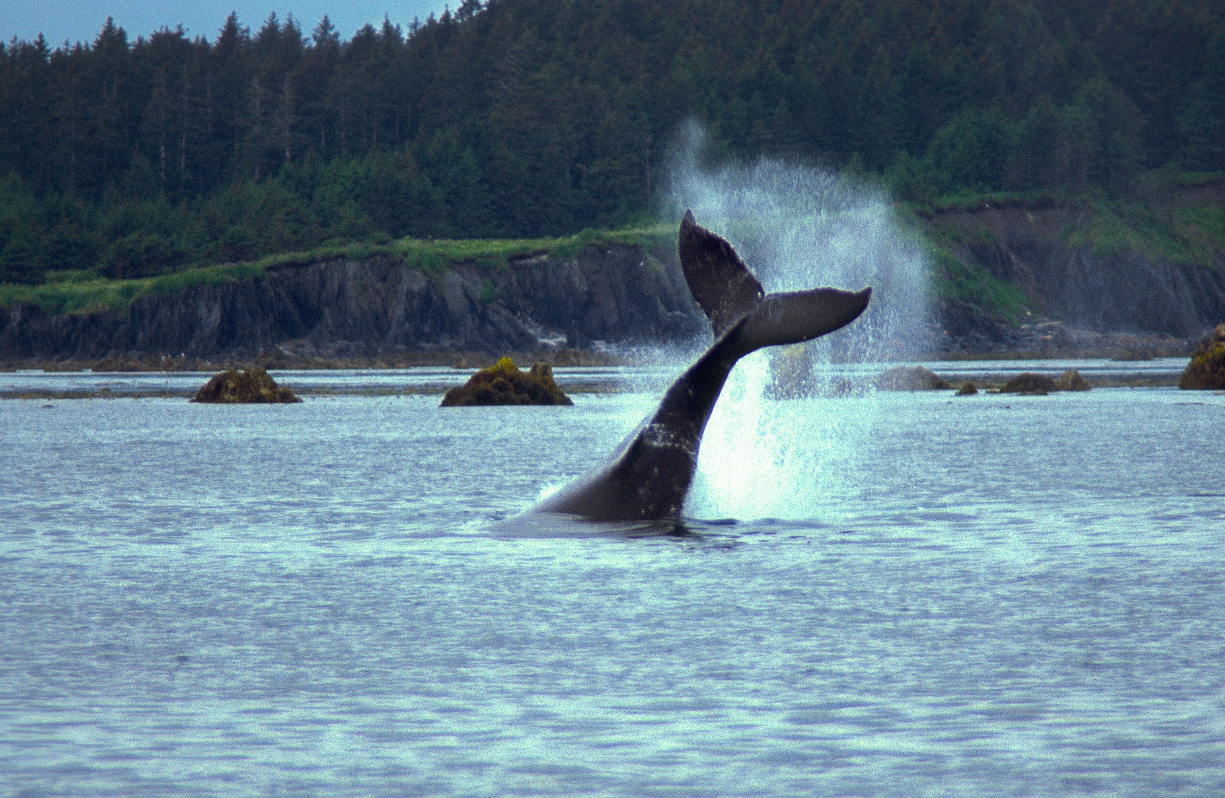 FA-HUMPBACK WHALE TAIL